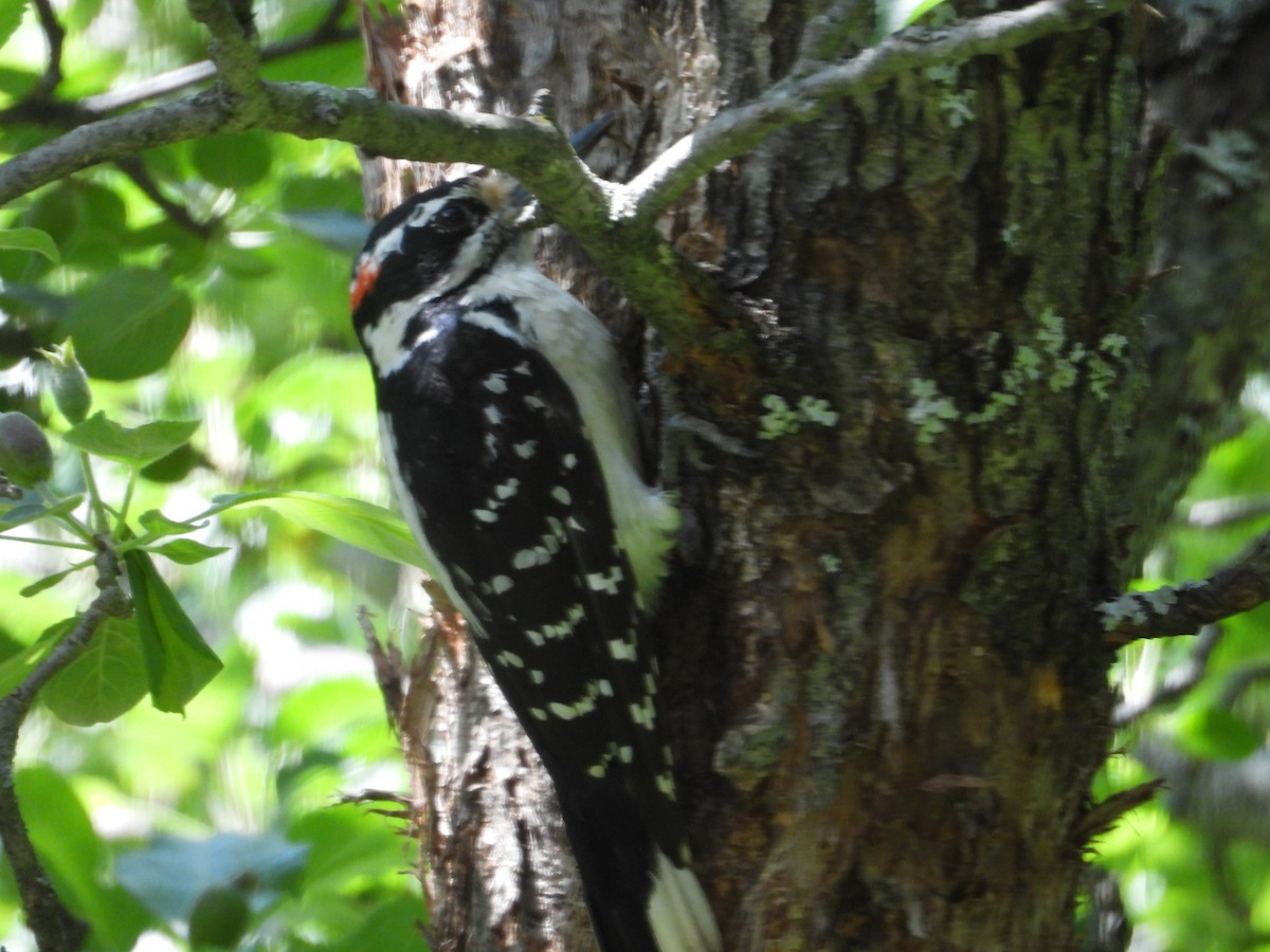 Hairy Woodpecker - ML620413855