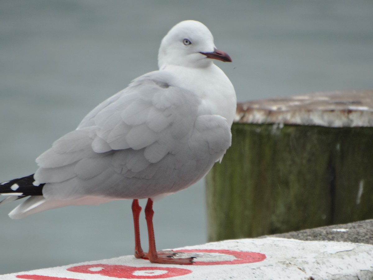 Silver Gull (Red-billed) - ML620413863