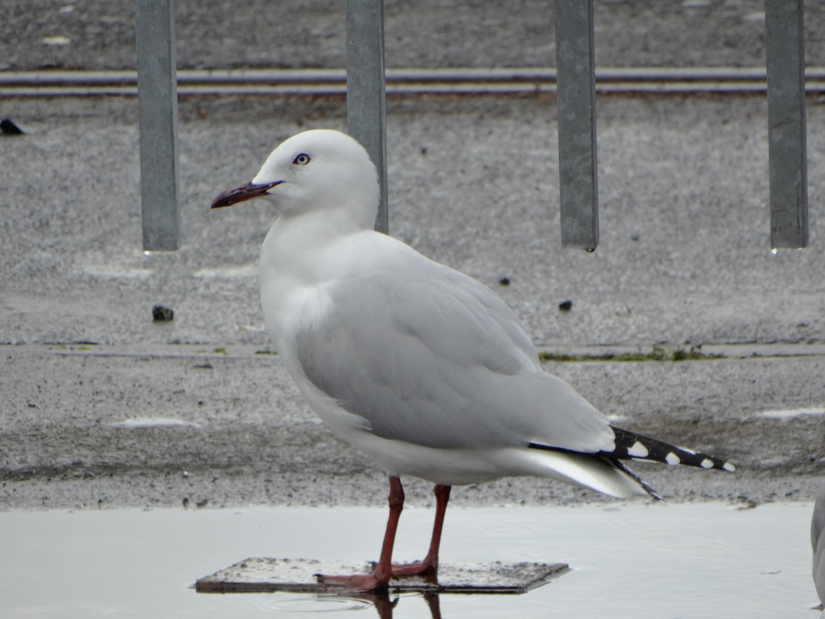 Silver Gull (Red-billed) - ML620413865