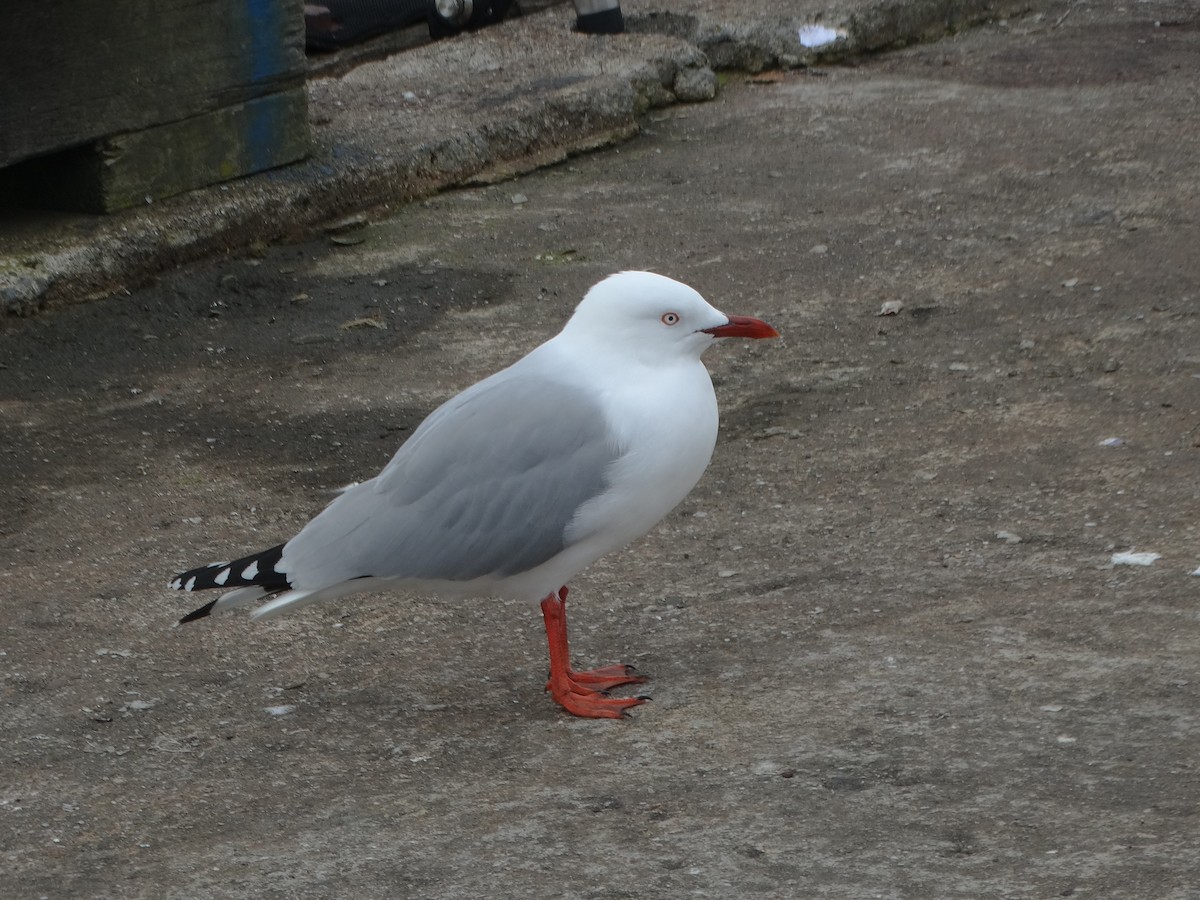 Silver Gull (Red-billed) - ML620413866