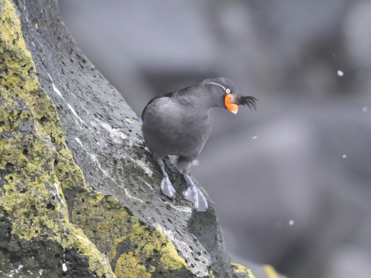 Crested Auklet - ML620413876