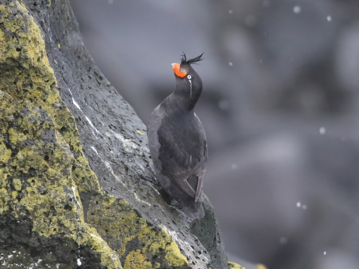 Crested Auklet - ML620413879