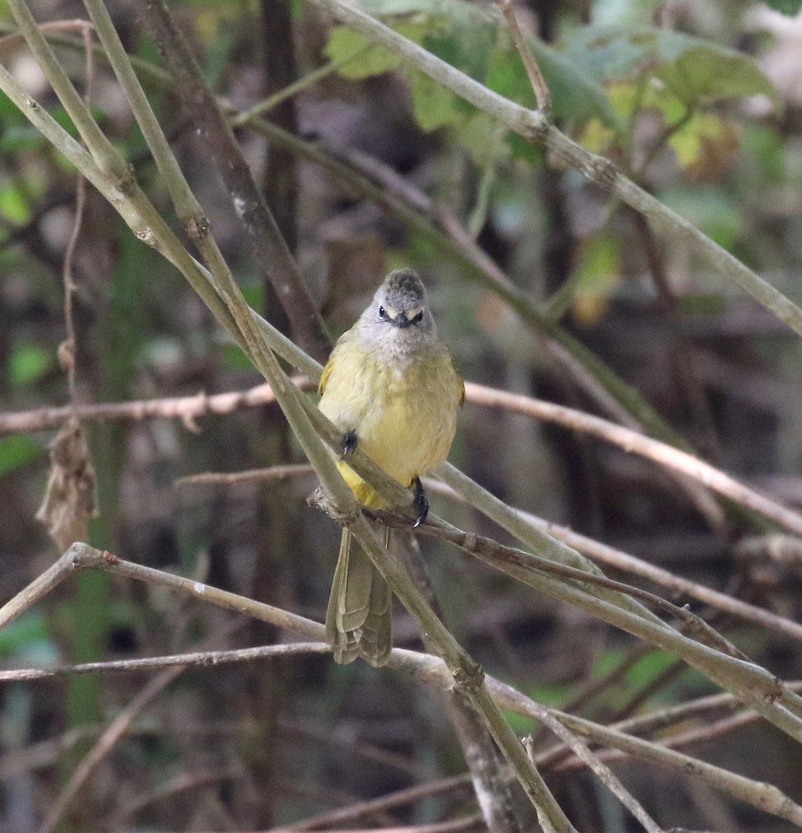 Flavescent Bulbul - Sandy Vorpahl