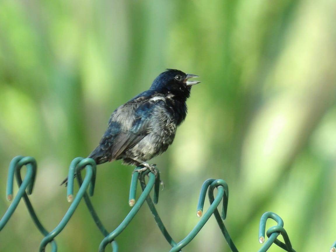 Blue-black Grassquit - Samantha Jean