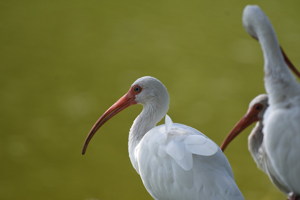 ibis bílý - ML620413896