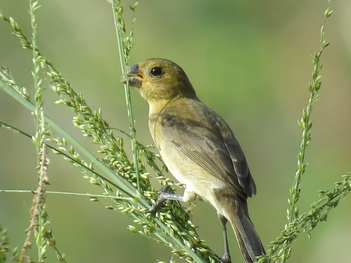 Variable Seedeater - ML620413899