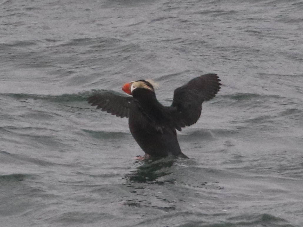Tufted Puffin - ML620413901