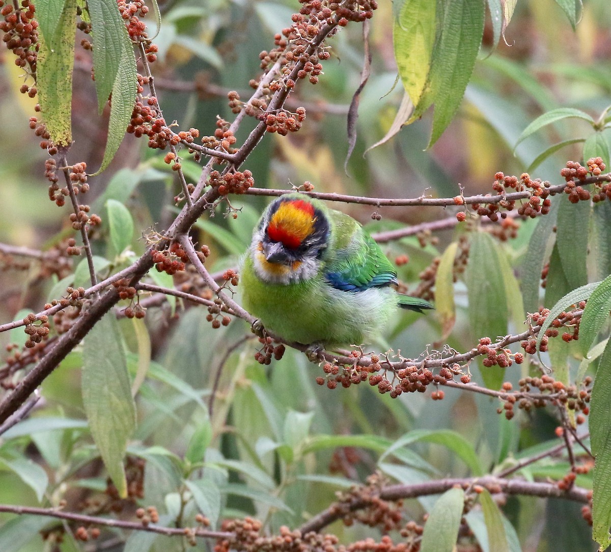 barbet žlutohrdlý - ML620413903