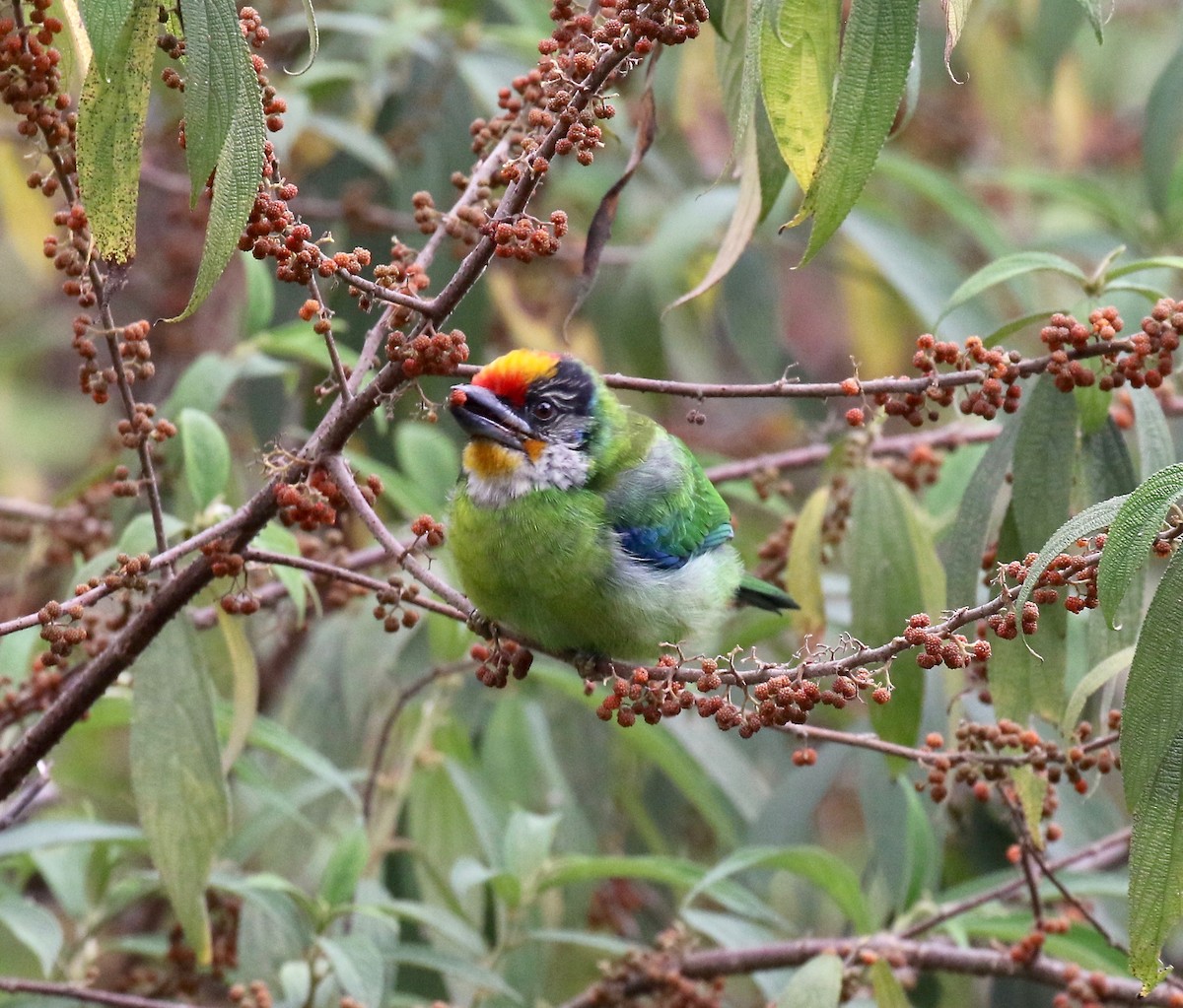 barbet žlutohrdlý - ML620413904