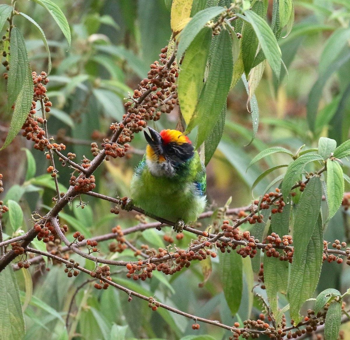 Goldkehl-Bartvogel - ML620413905