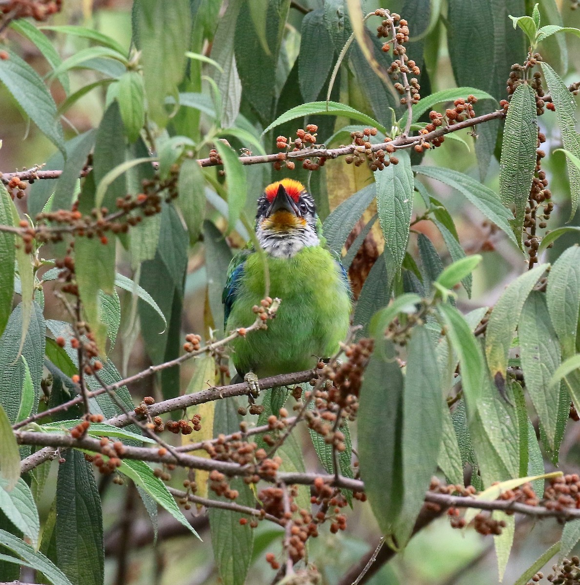 Goldkehl-Bartvogel - ML620413907