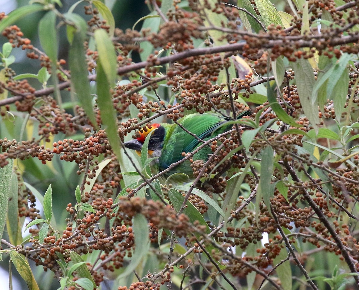 barbet žlutohrdlý - ML620413909