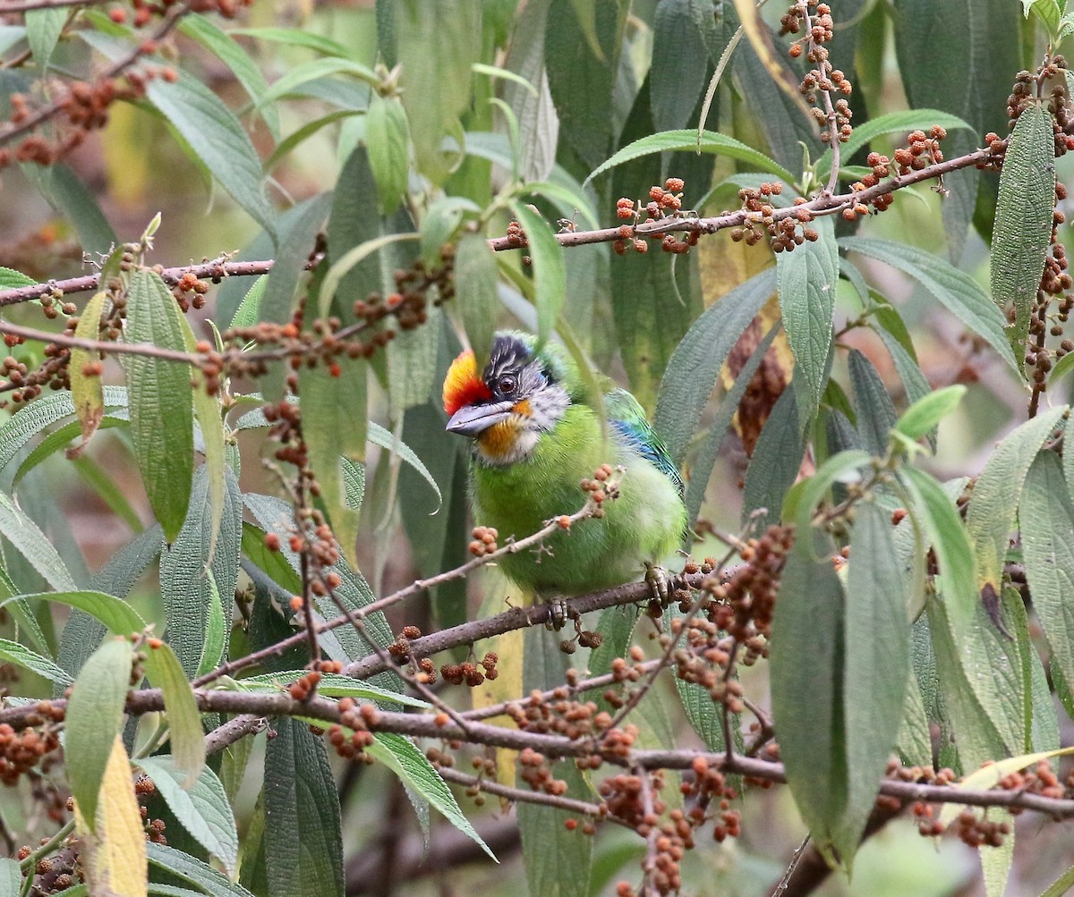 Goldkehl-Bartvogel - ML620413910