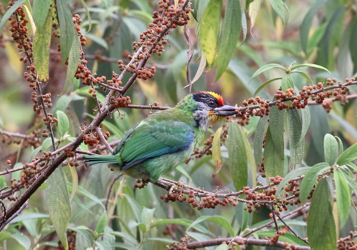 barbet žlutohrdlý - ML620413912