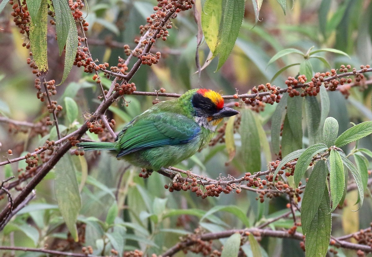 barbet žlutohrdlý - ML620413914