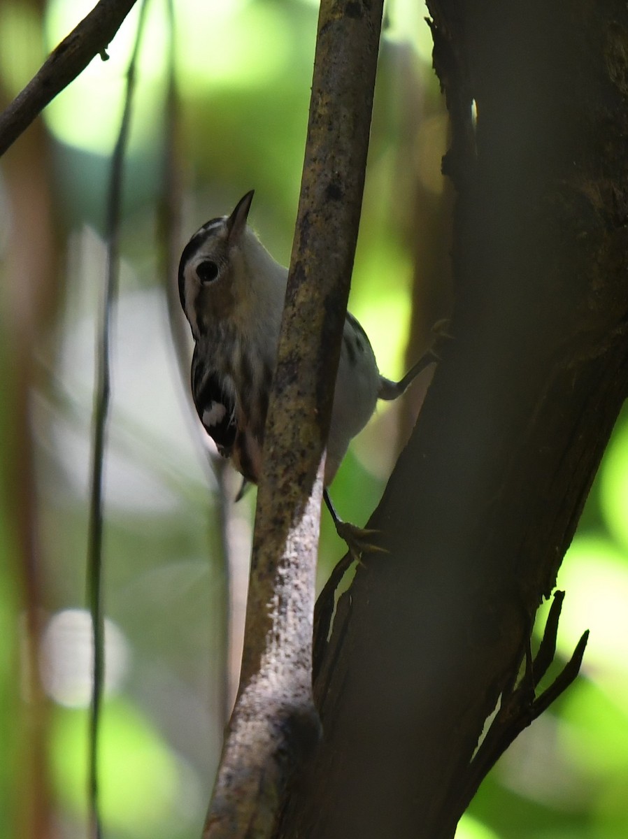 Black-and-white Warbler - ML620413915