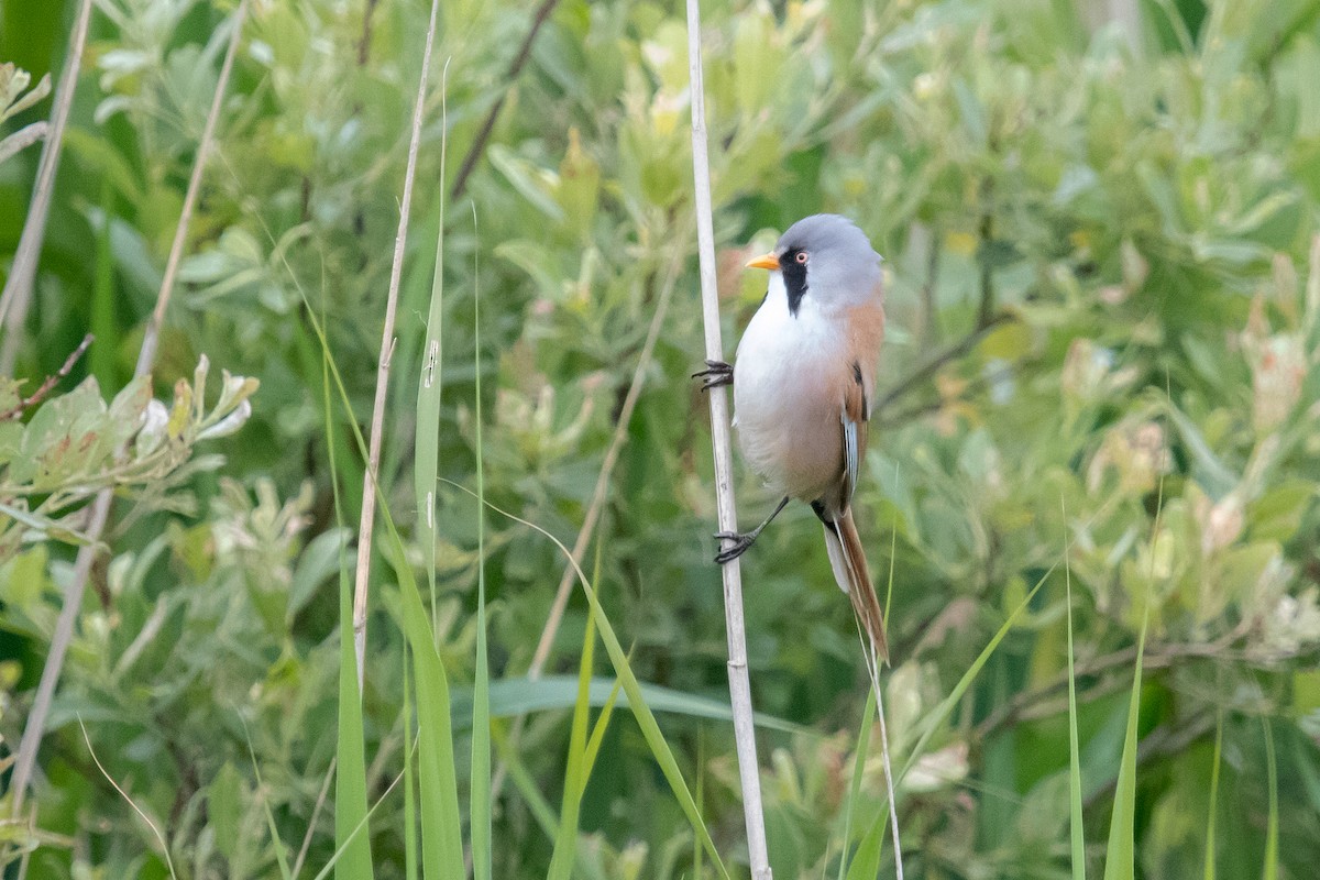 Bearded Reedling - ML620413919