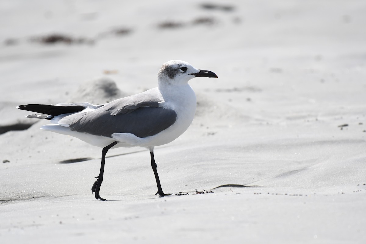 Mouette atricille - ML620413927