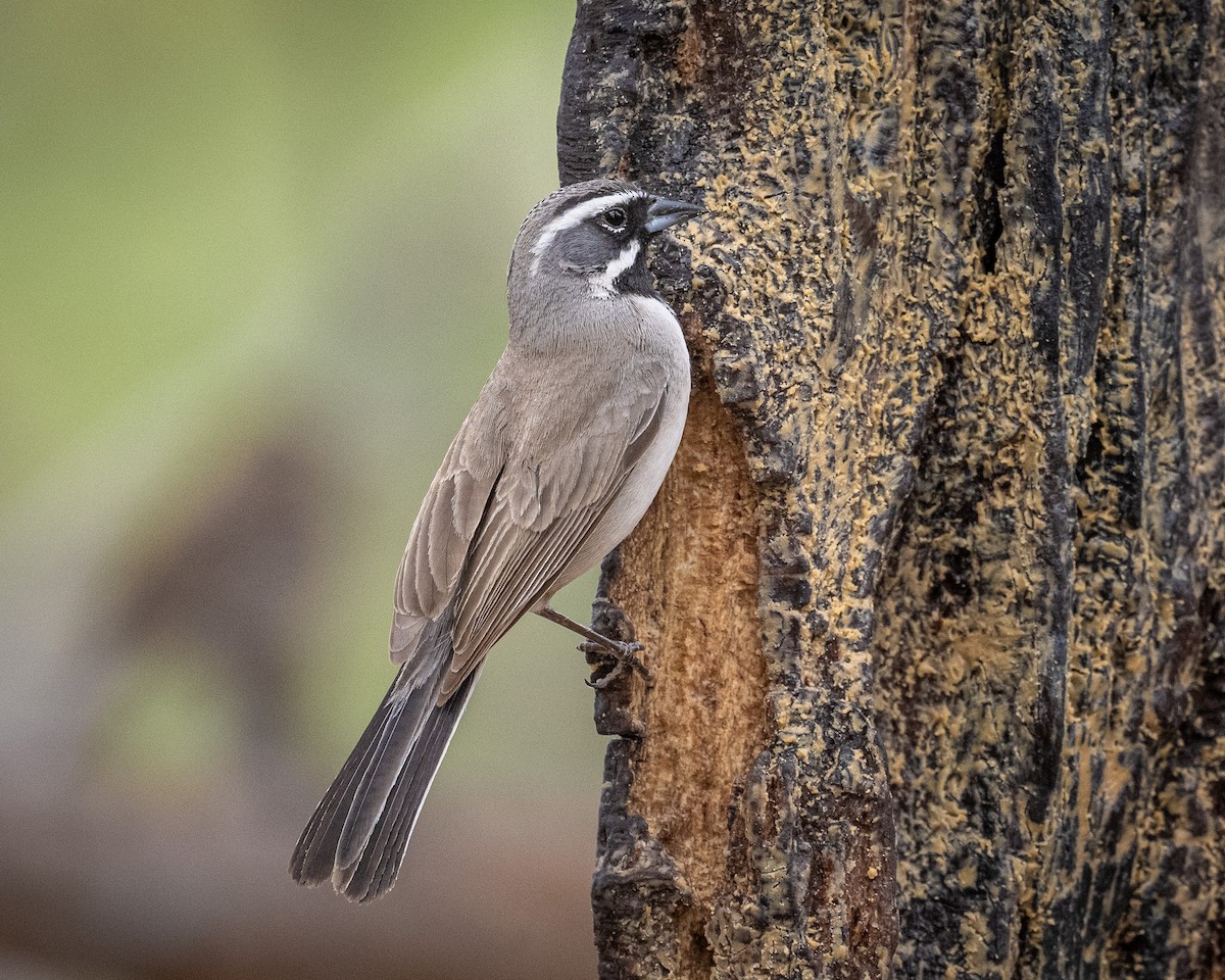 Black-throated Sparrow - ML620413929