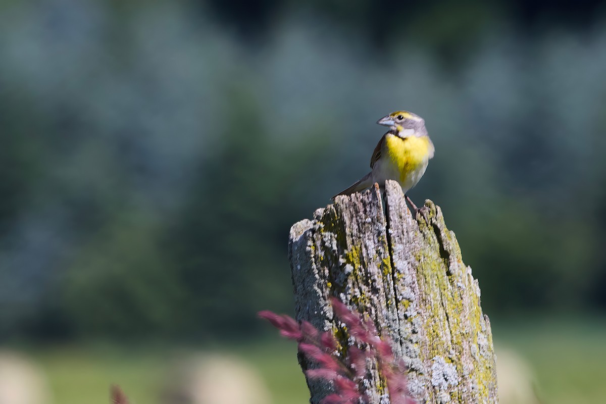 Dickcissel - ML620413931