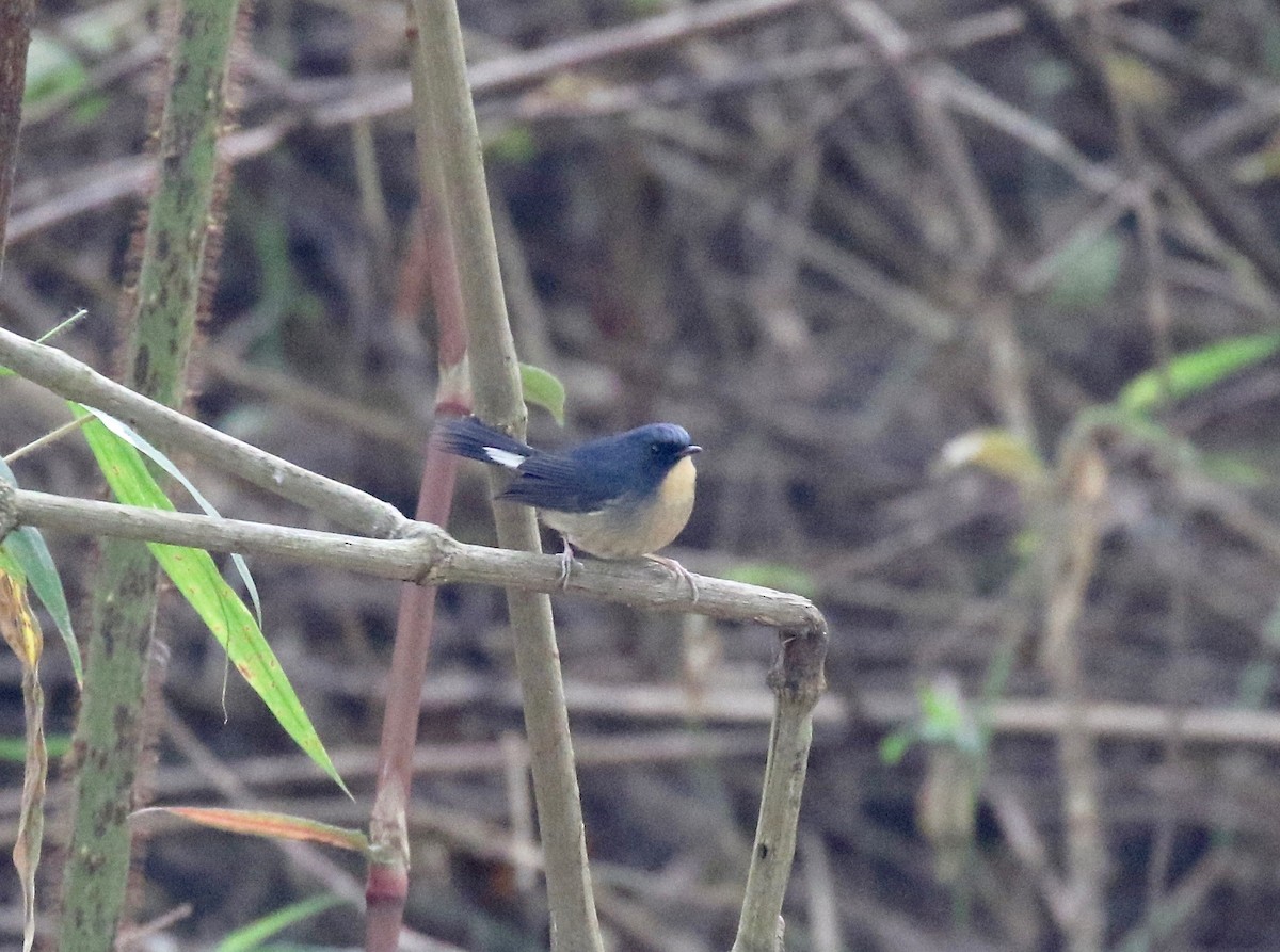 Slaty-blue Flycatcher - ML620413936