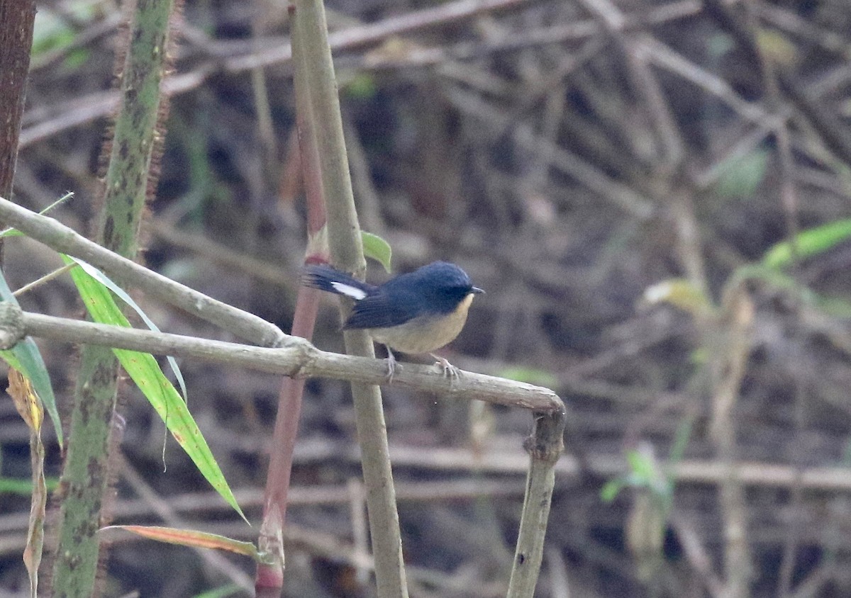 Slaty-blue Flycatcher - ML620413937