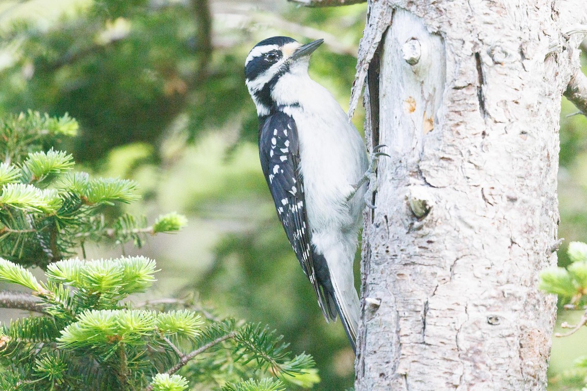 Hairy Woodpecker - ML620413946