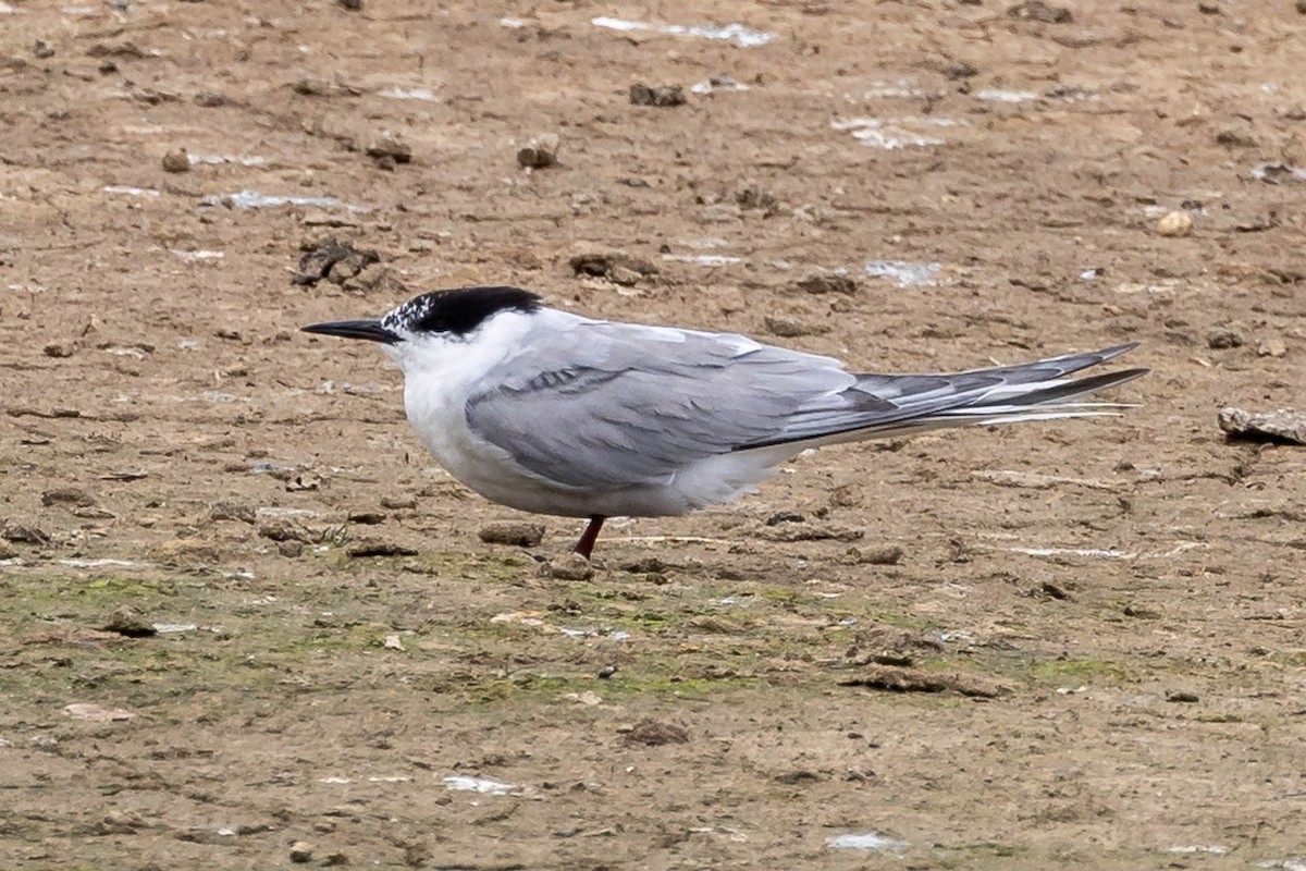 Common Tern (longipennis) - ML620413952