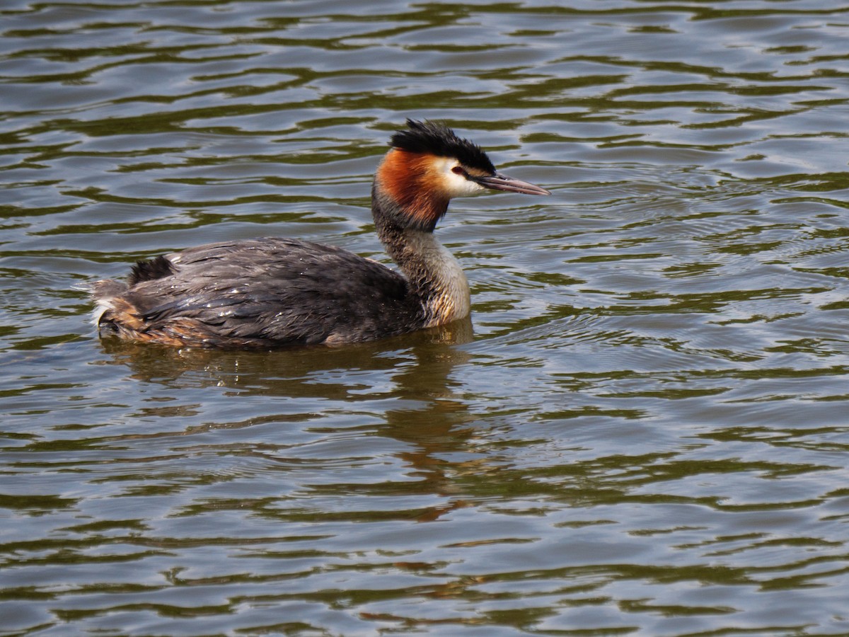 Great Crested Grebe - ML620413957