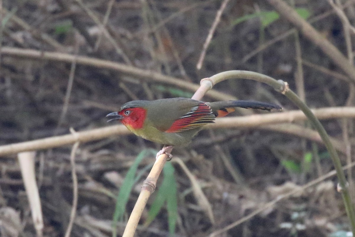 Scarlet-faced Liocichla - Sandy Vorpahl