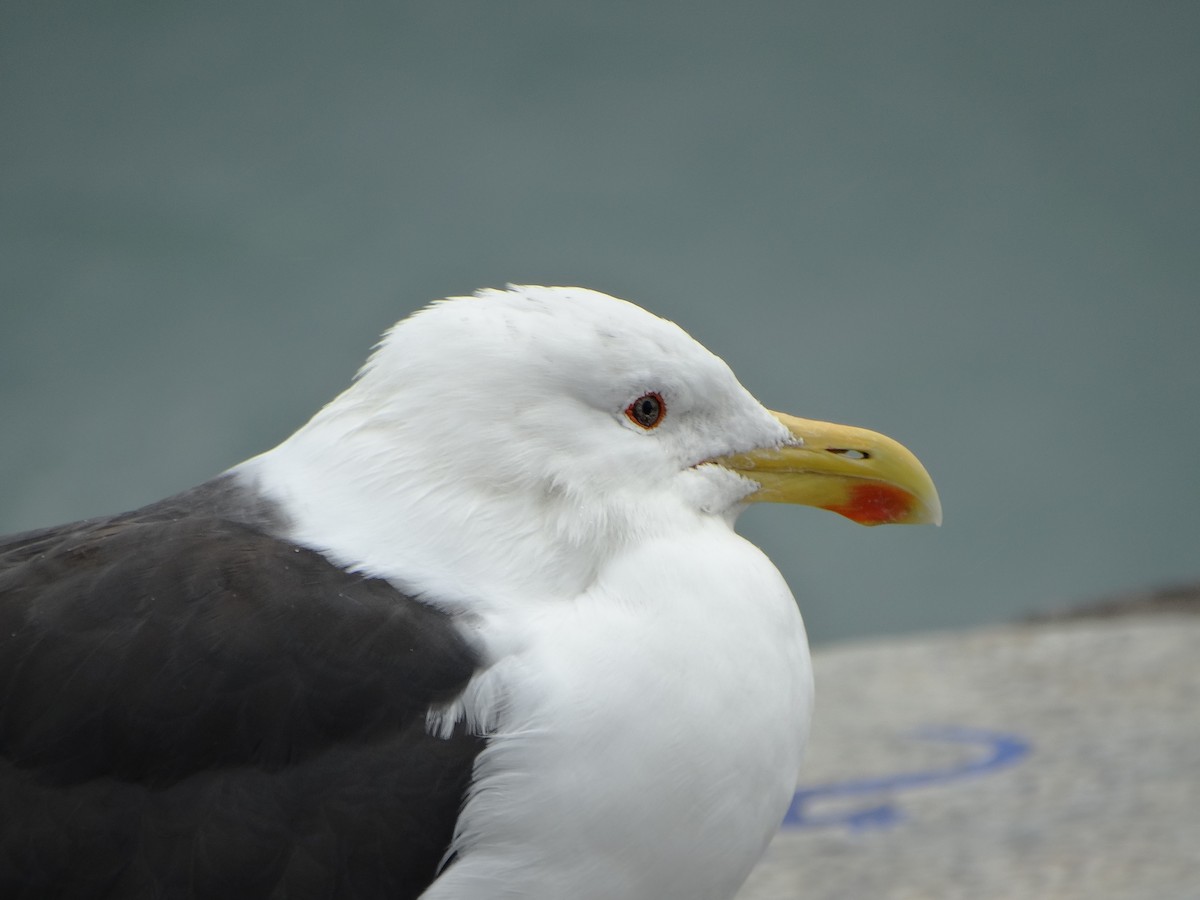 Kelp Gull - ML620413976