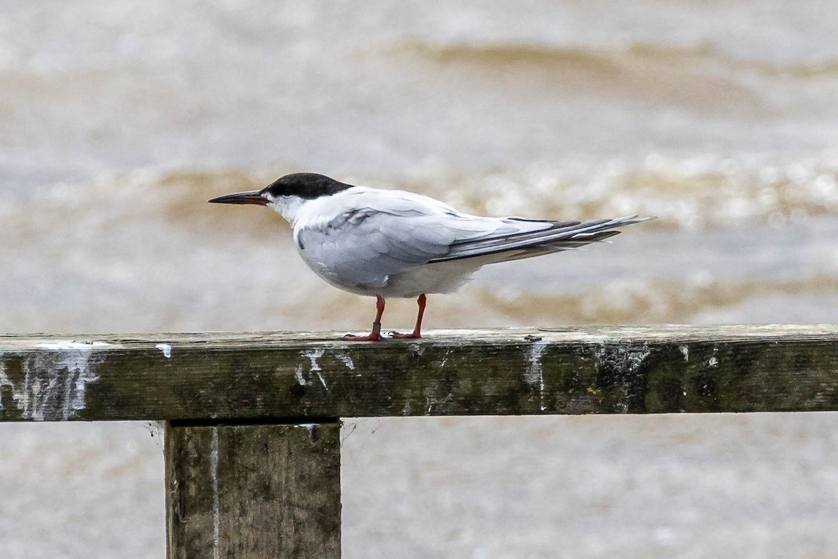 Charrán Común (hirundo/tibetana) - ML620413984