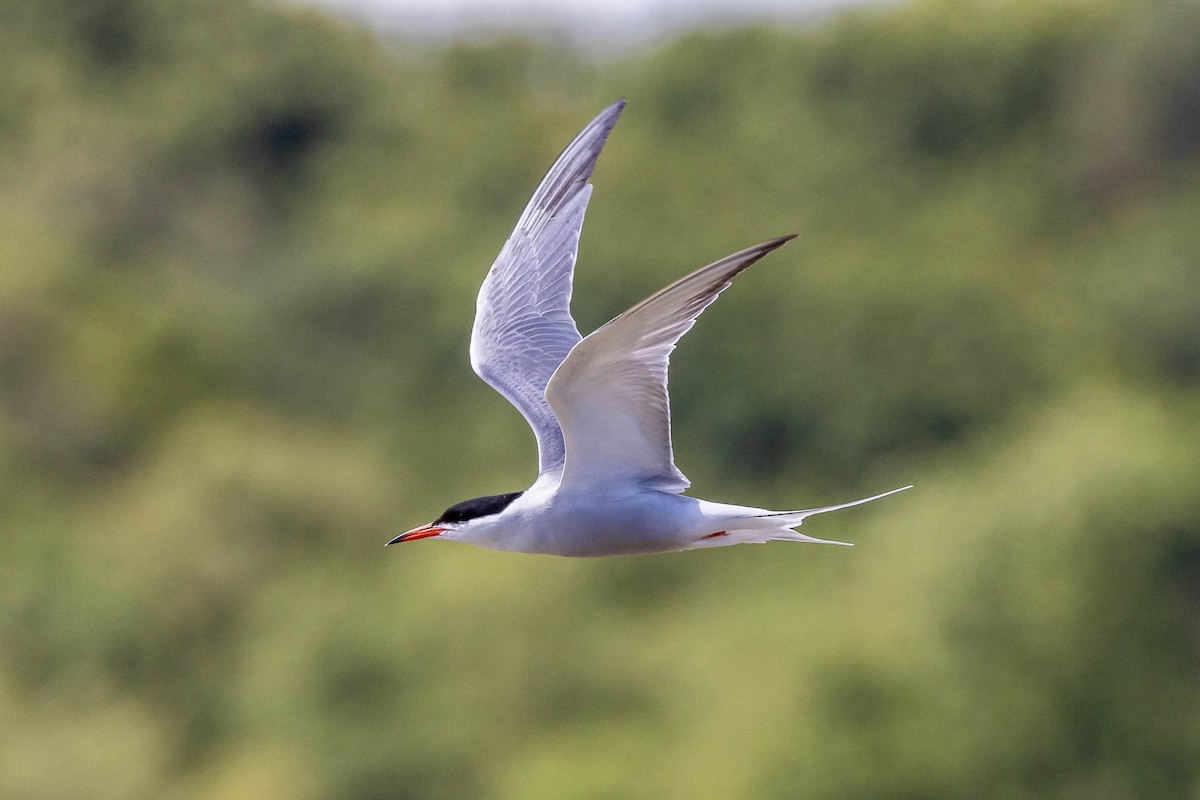 Common Tern (hirundo/tibetana) - ML620413985