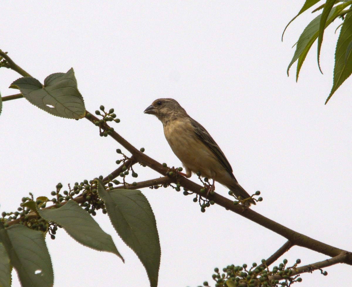 Black-throated Canary - ML620414002