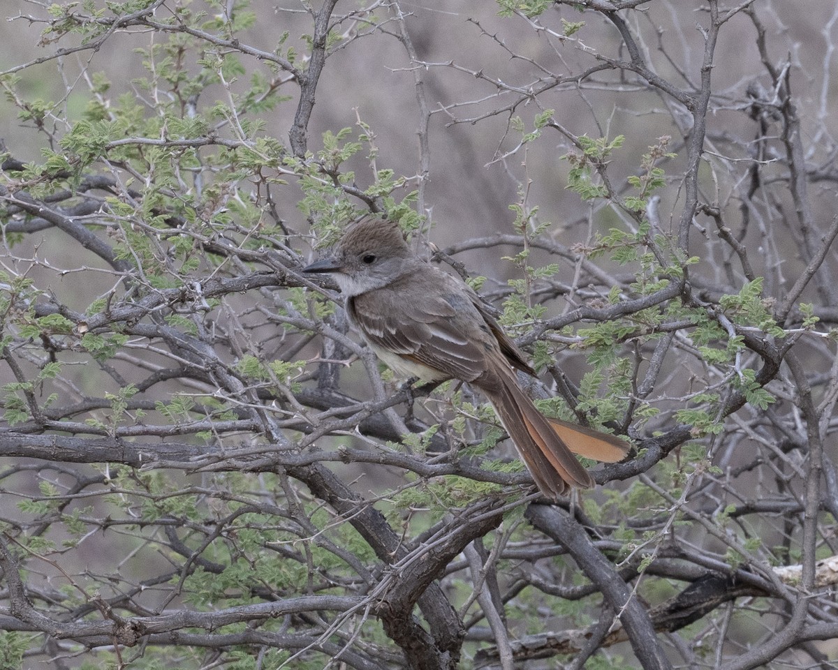 Ash-throated Flycatcher - ML620414006