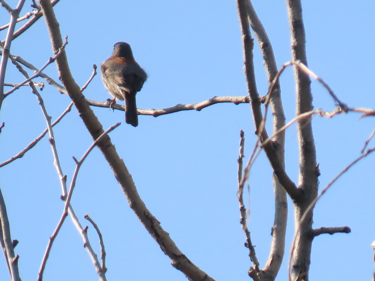 Dark-eyed Junco - ML620414013