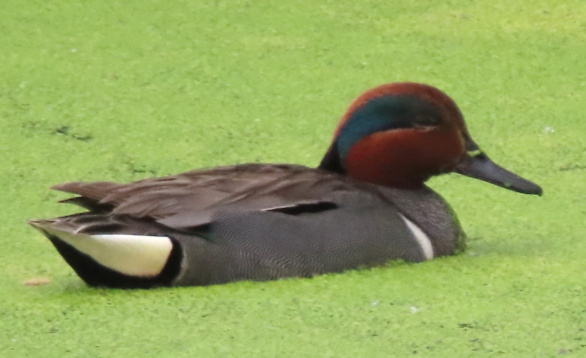 Green-winged Teal - ML620414028