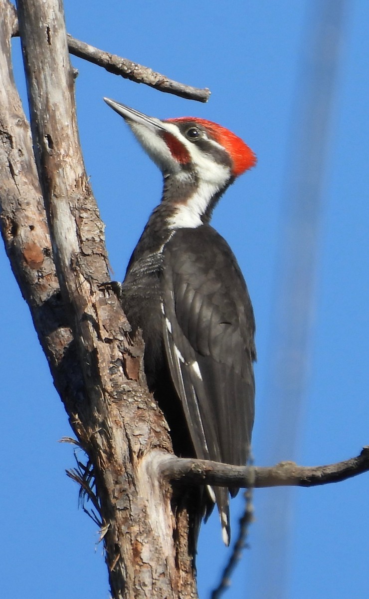 Pileated Woodpecker - Troy and Dawn Mast