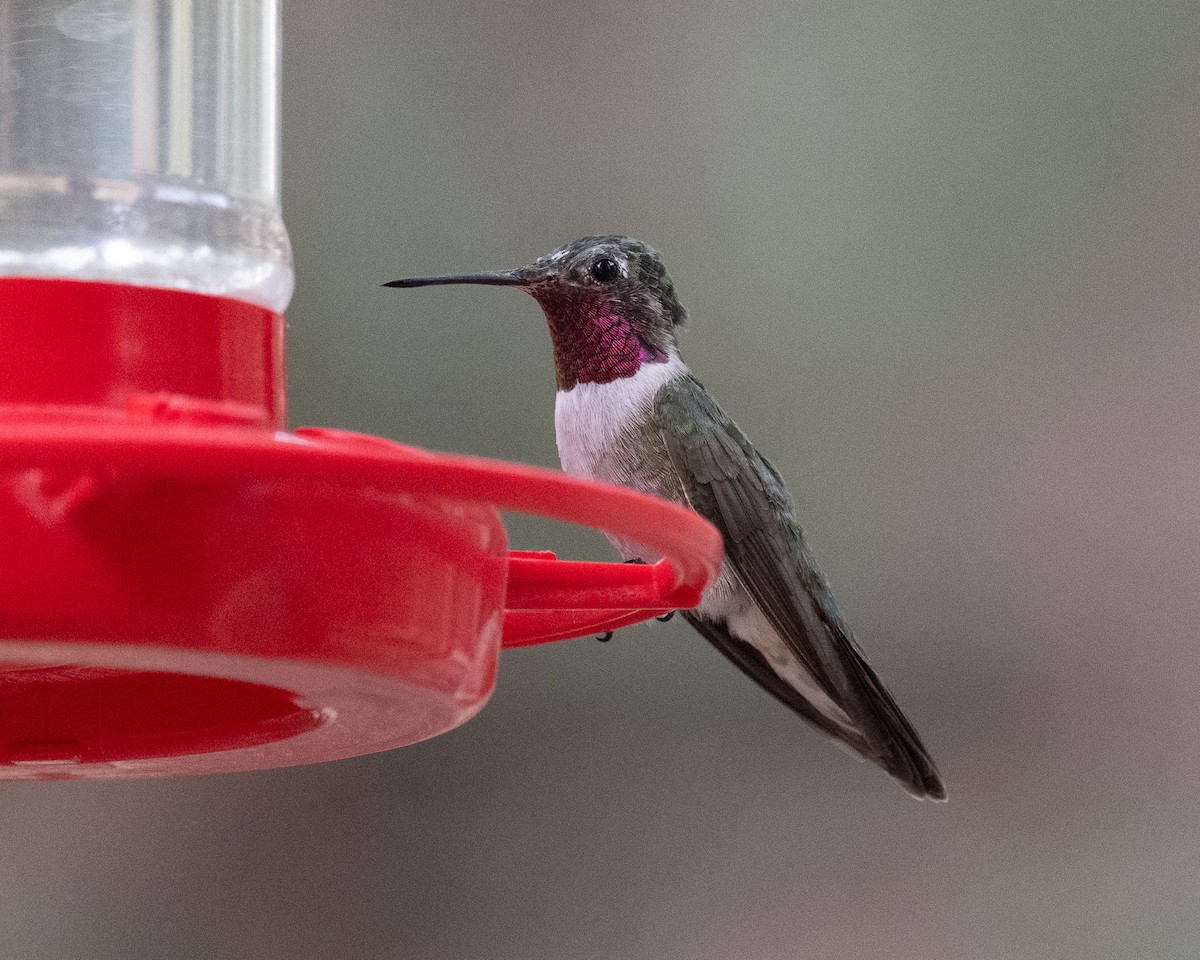 Broad-tailed Hummingbird - ML620414034