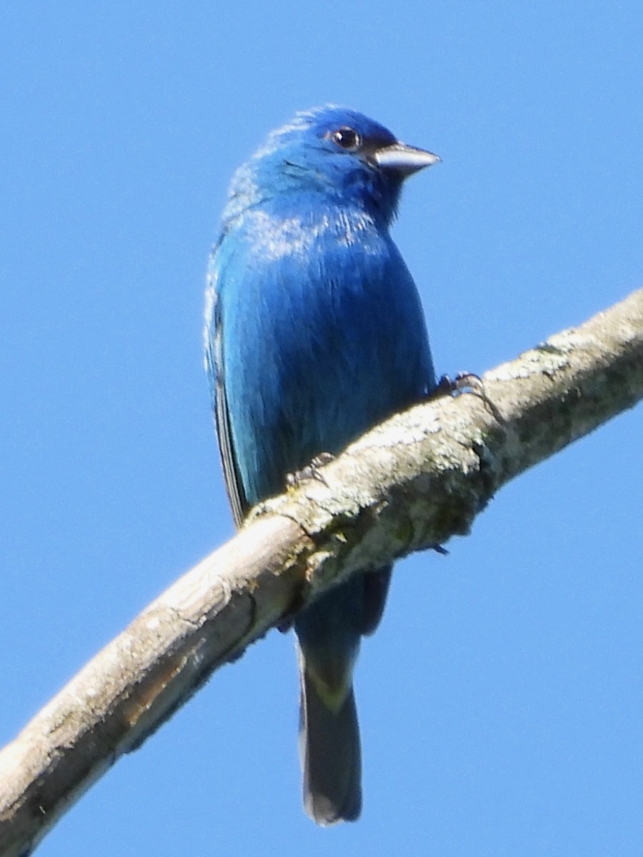 Indigo Bunting - ML620414035