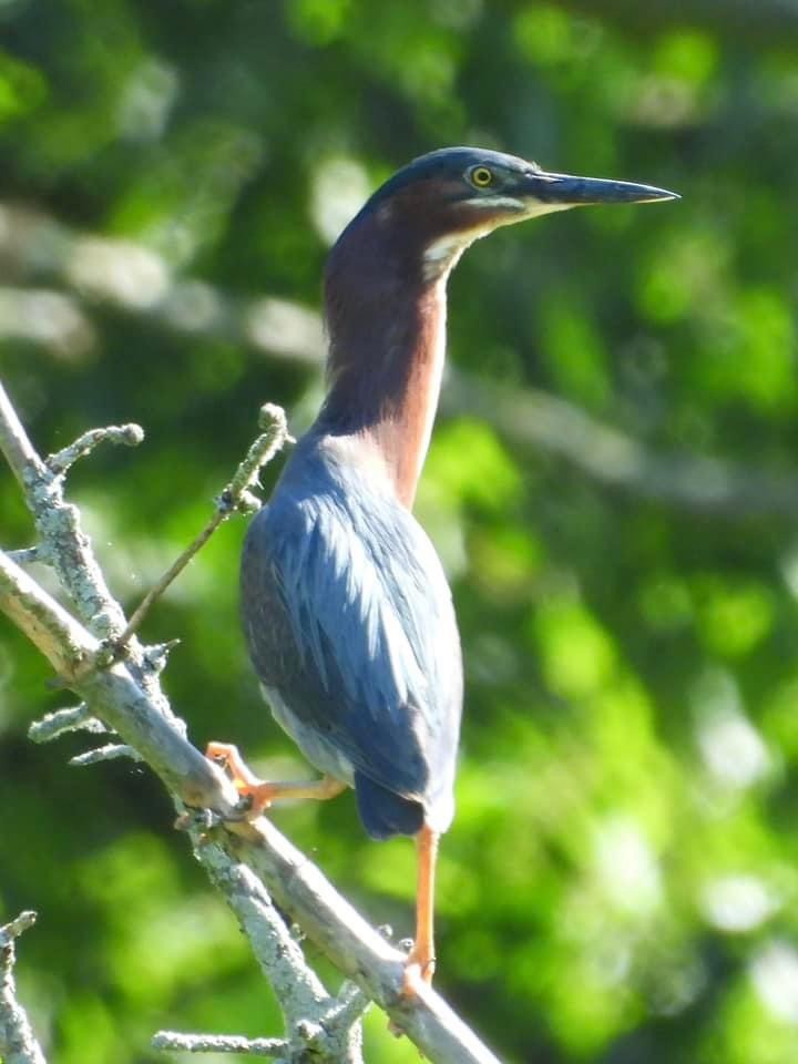 Green Heron - ML620414048