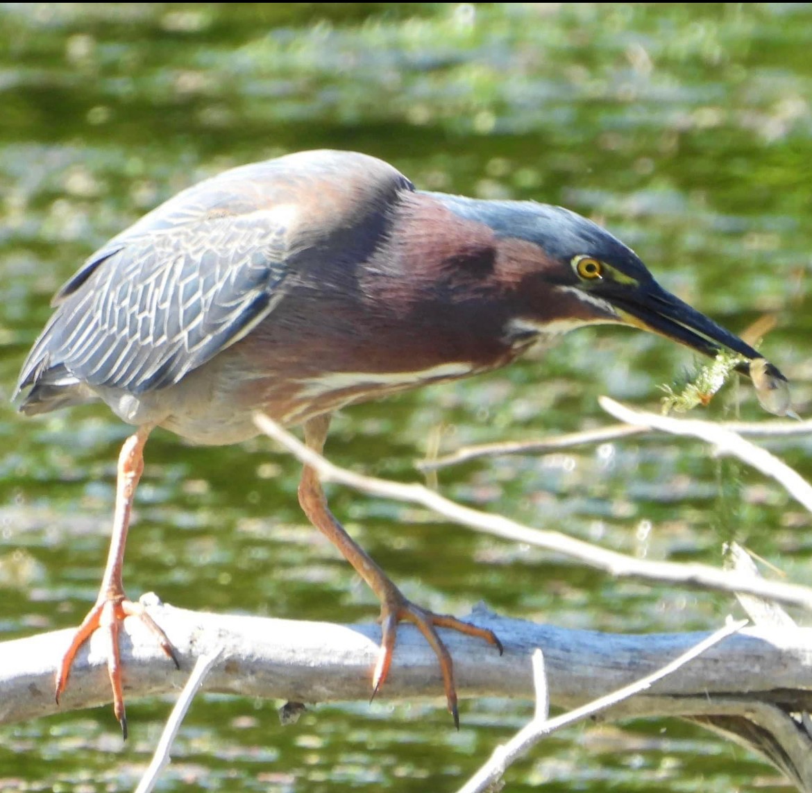 Green Heron - ML620414049