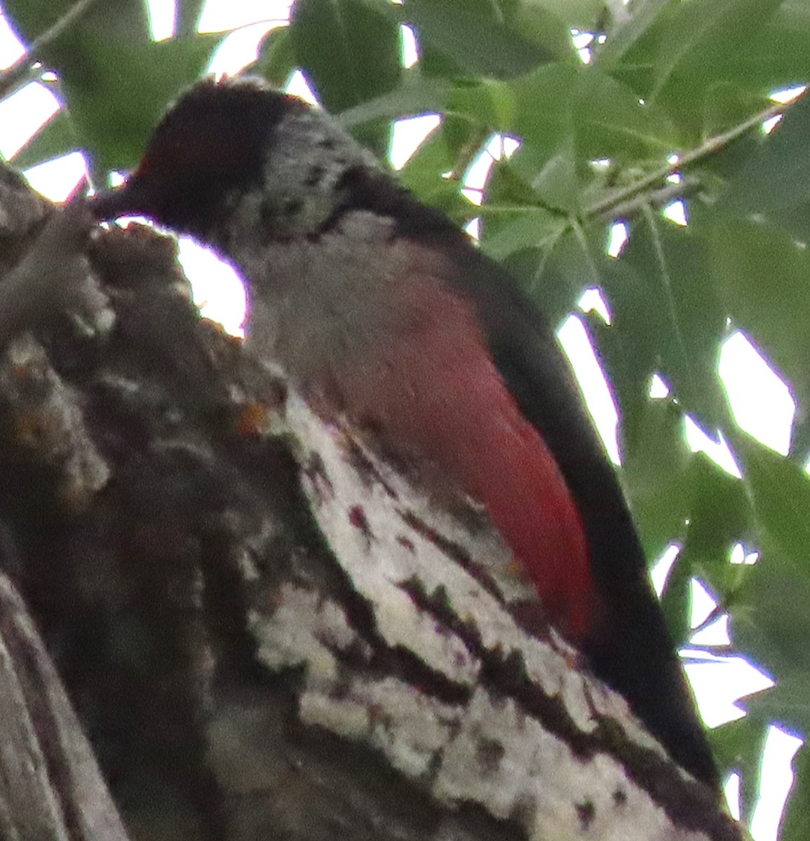 Lewis's Woodpecker - ML620414051