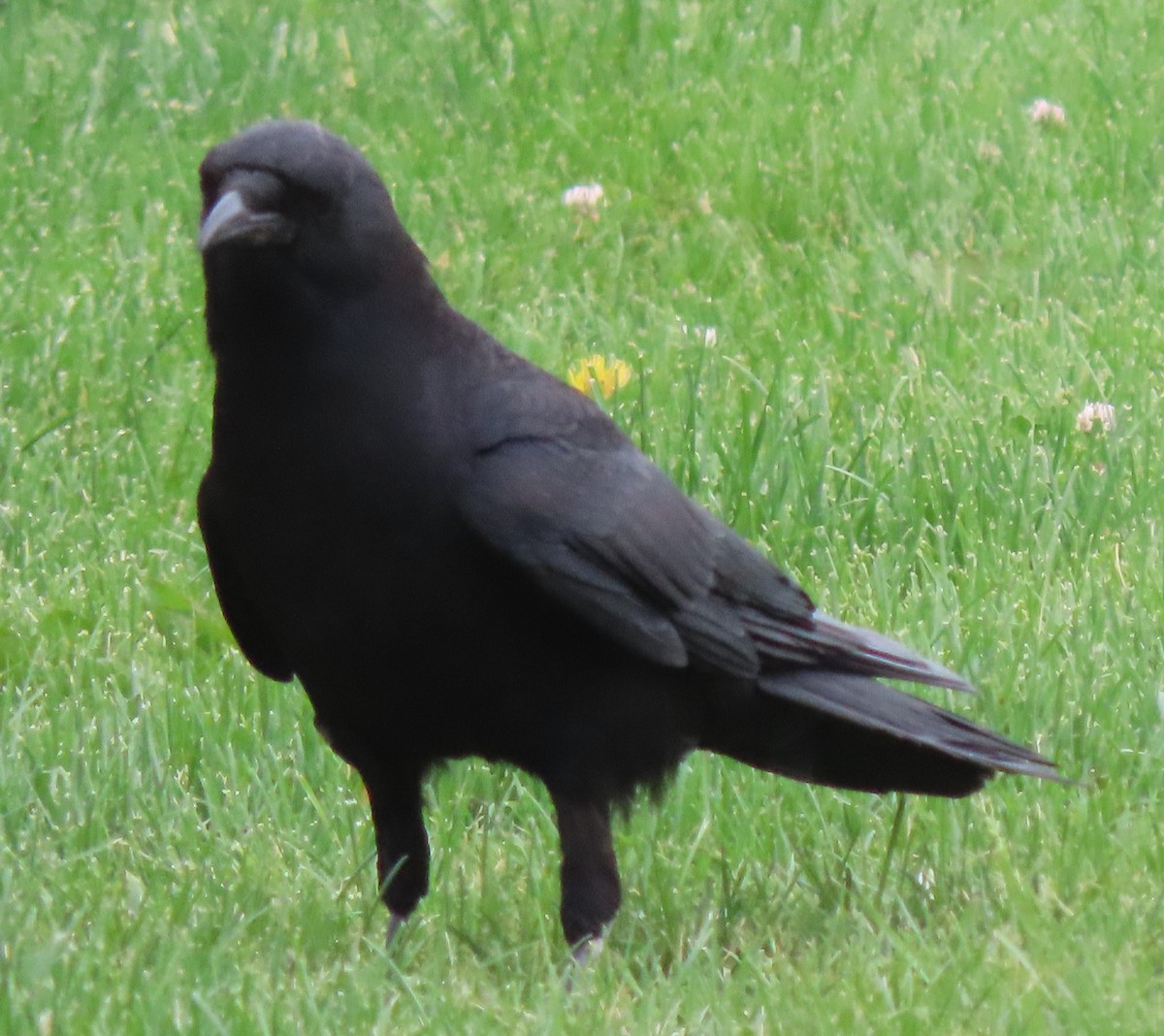 American Crow - ML620414055