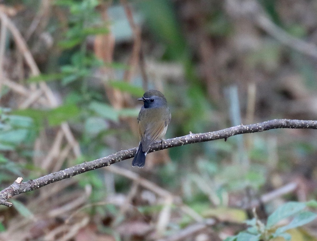 Rufous-gorgeted Flycatcher - ML620414059