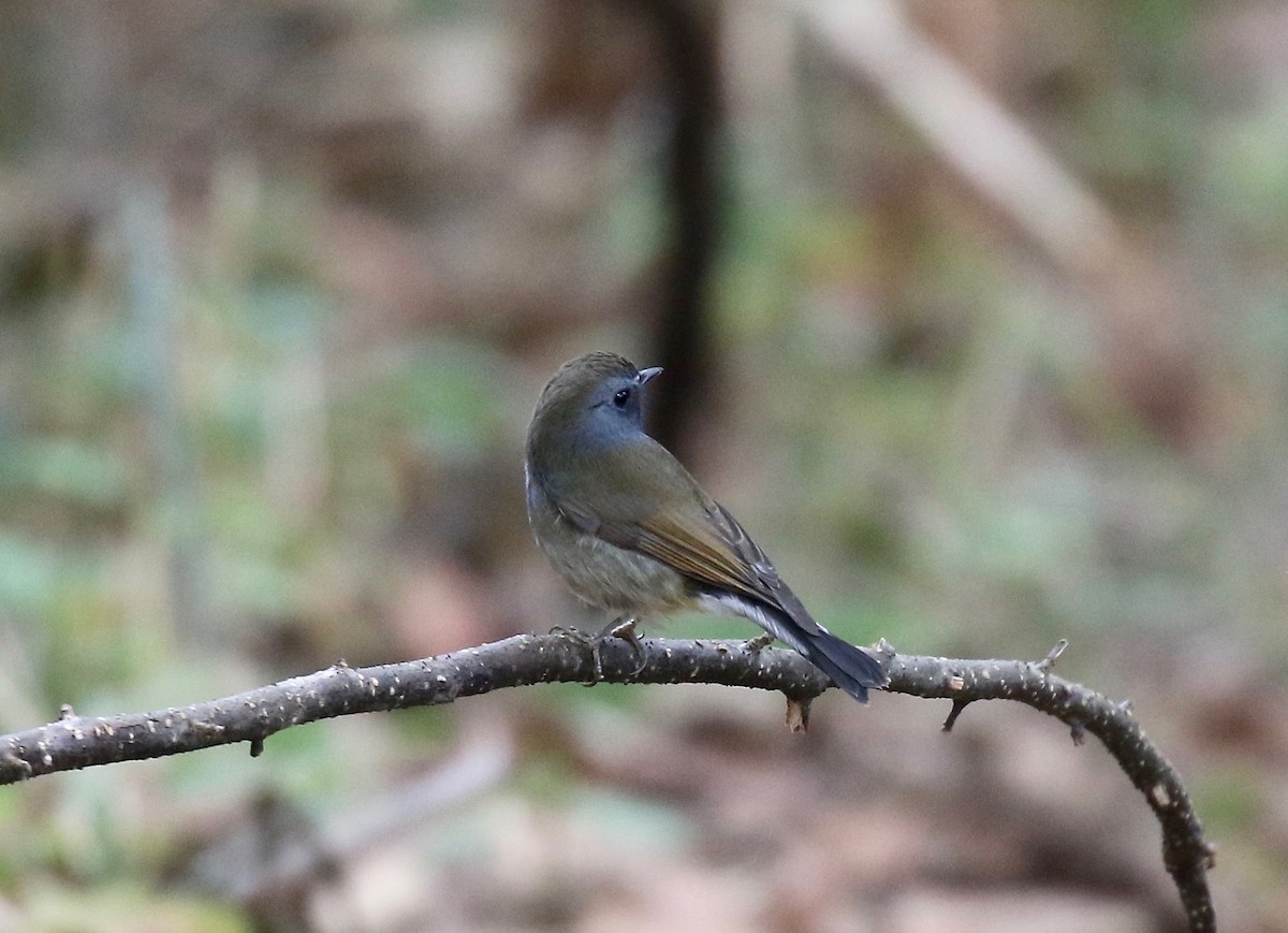 Rufous-gorgeted Flycatcher - ML620414060