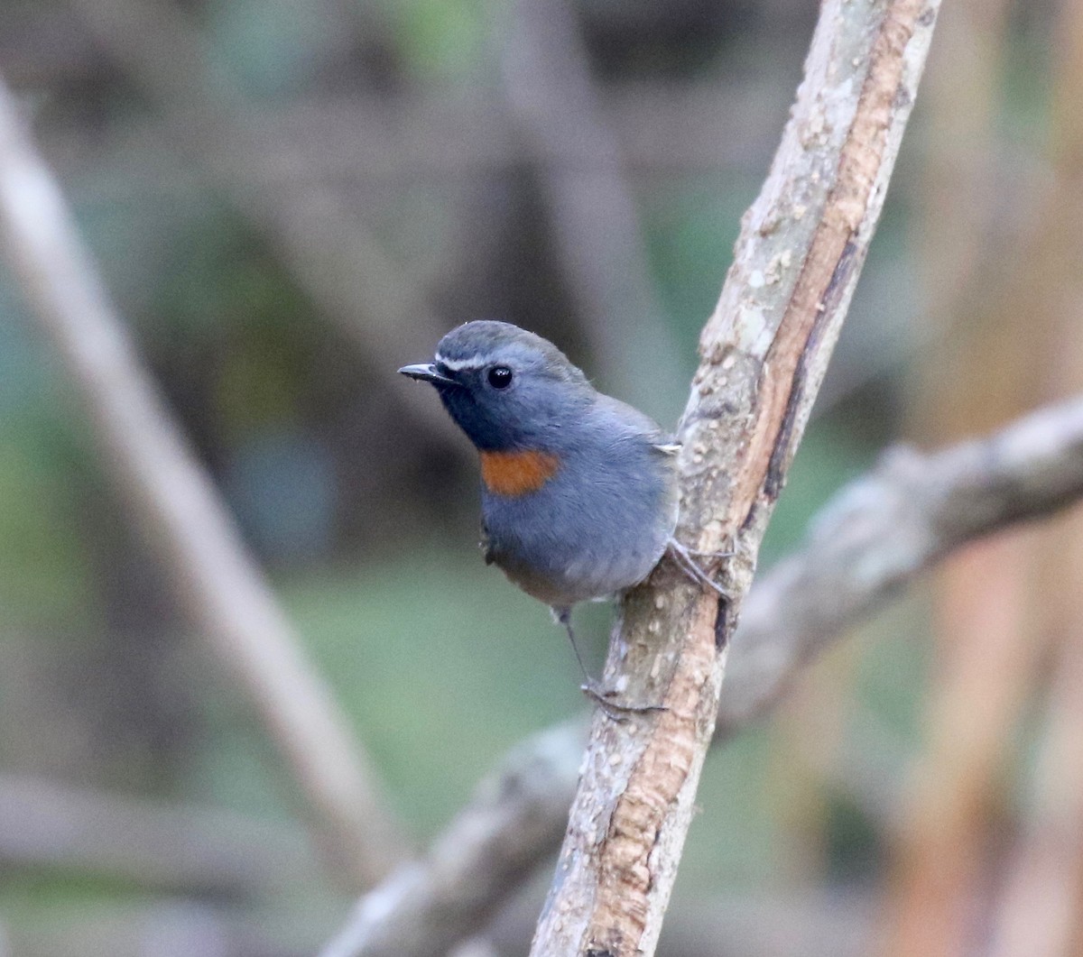 Rufous-gorgeted Flycatcher - ML620414061