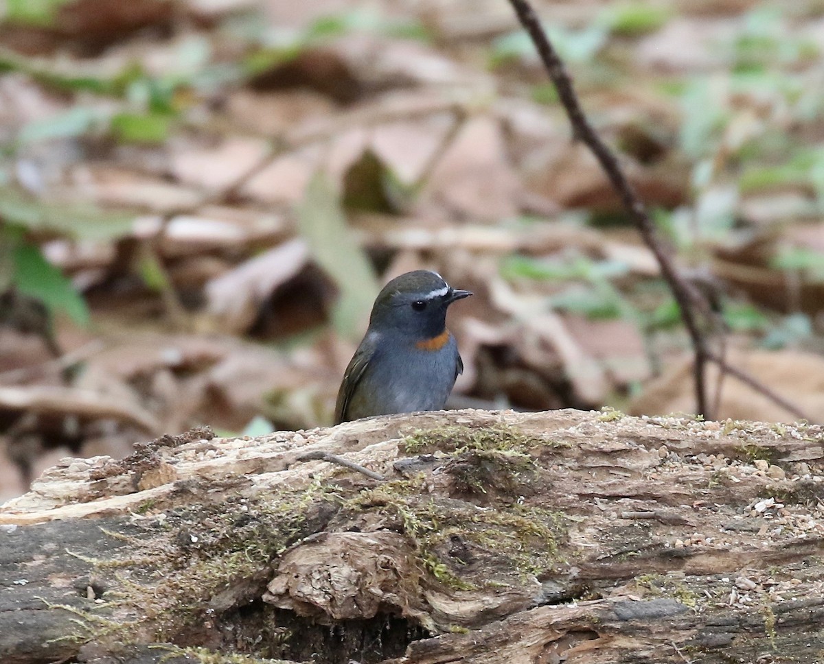 Rufous-gorgeted Flycatcher - ML620414063