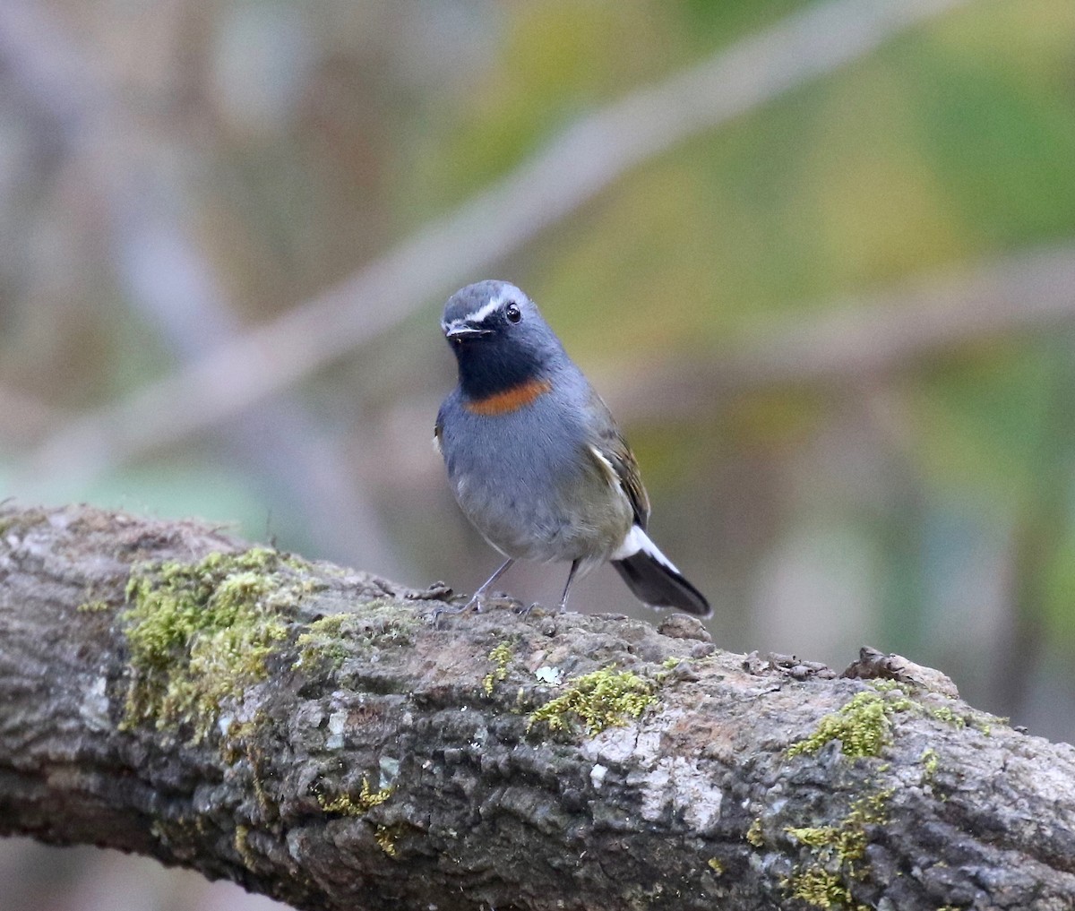 Rufous-gorgeted Flycatcher - ML620414064