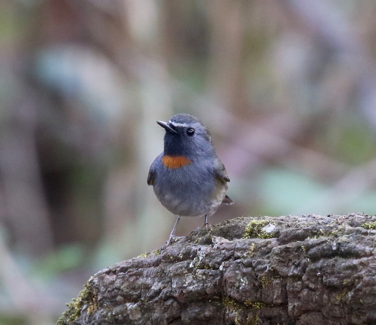 Rufous-gorgeted Flycatcher - ML620414066